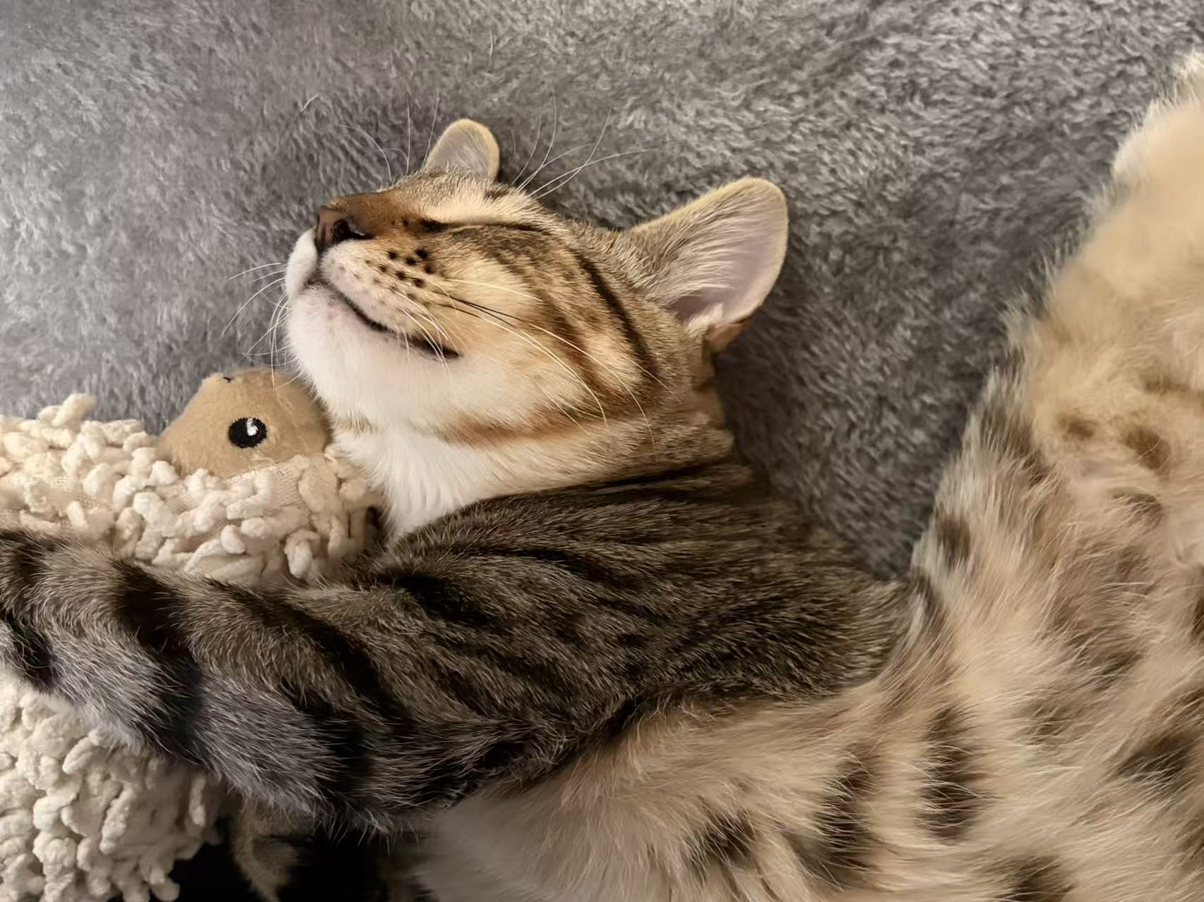 Baozi the tabby cat