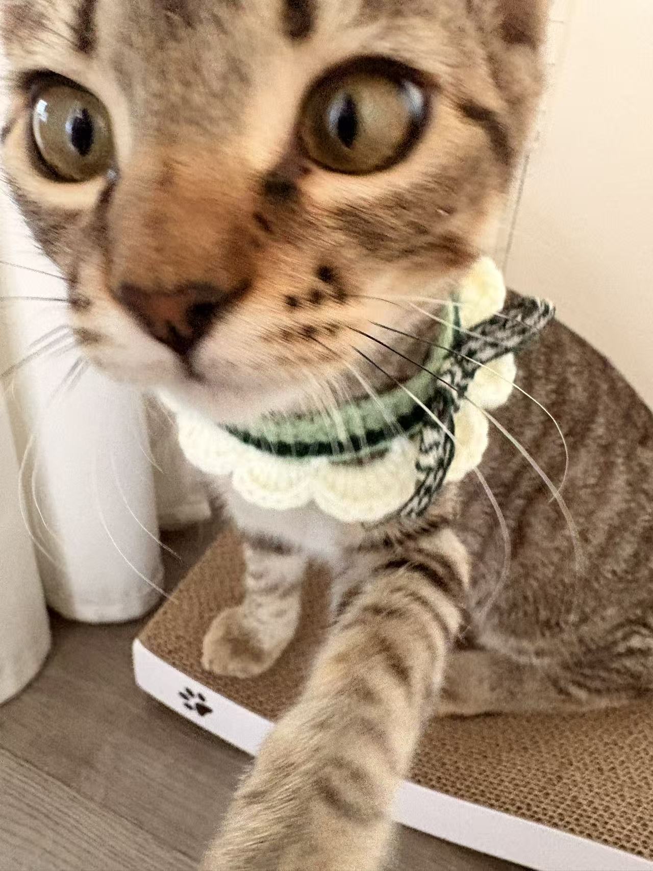 Baozi the tabby cat