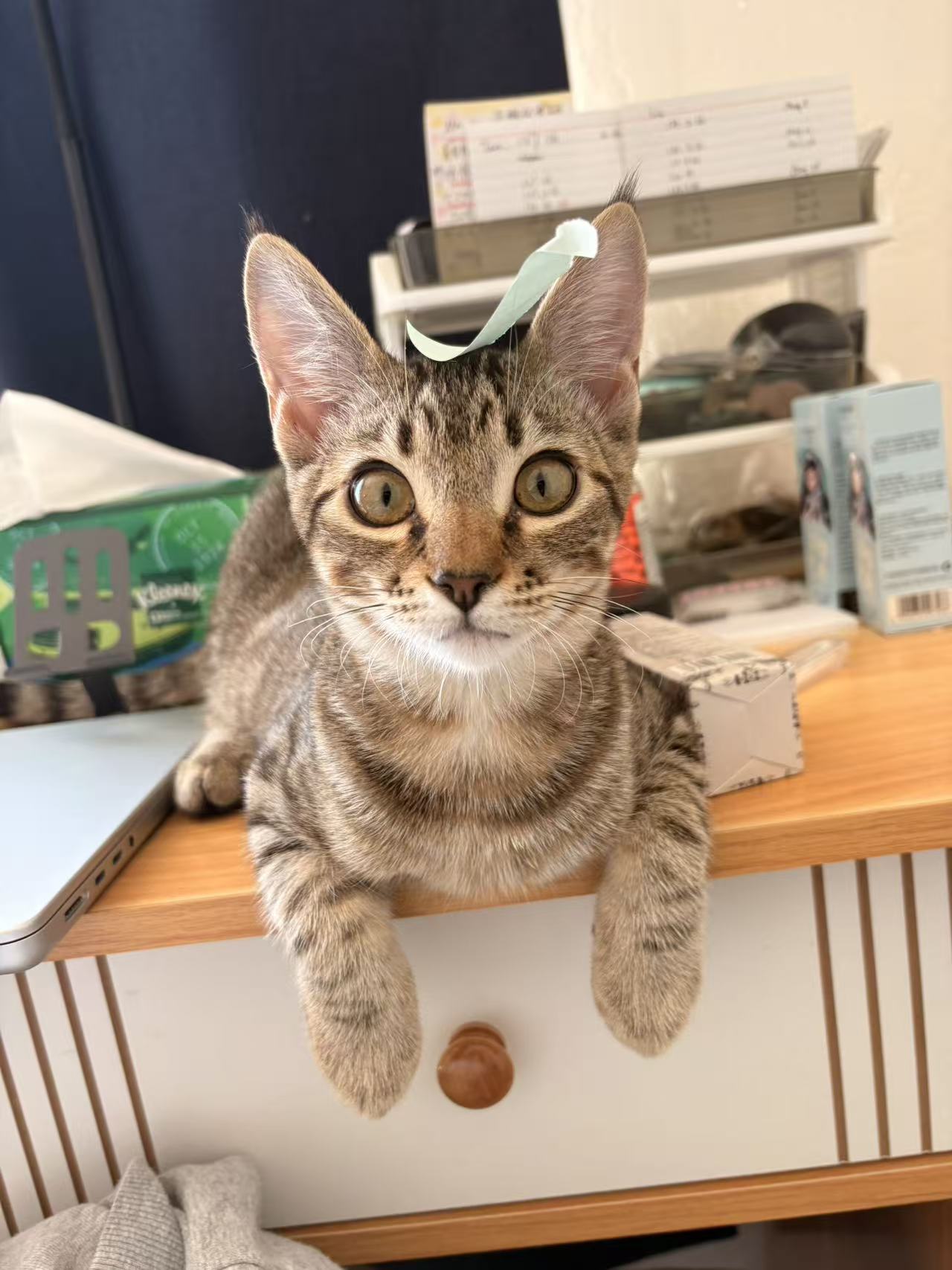 Baozi the tabby cat