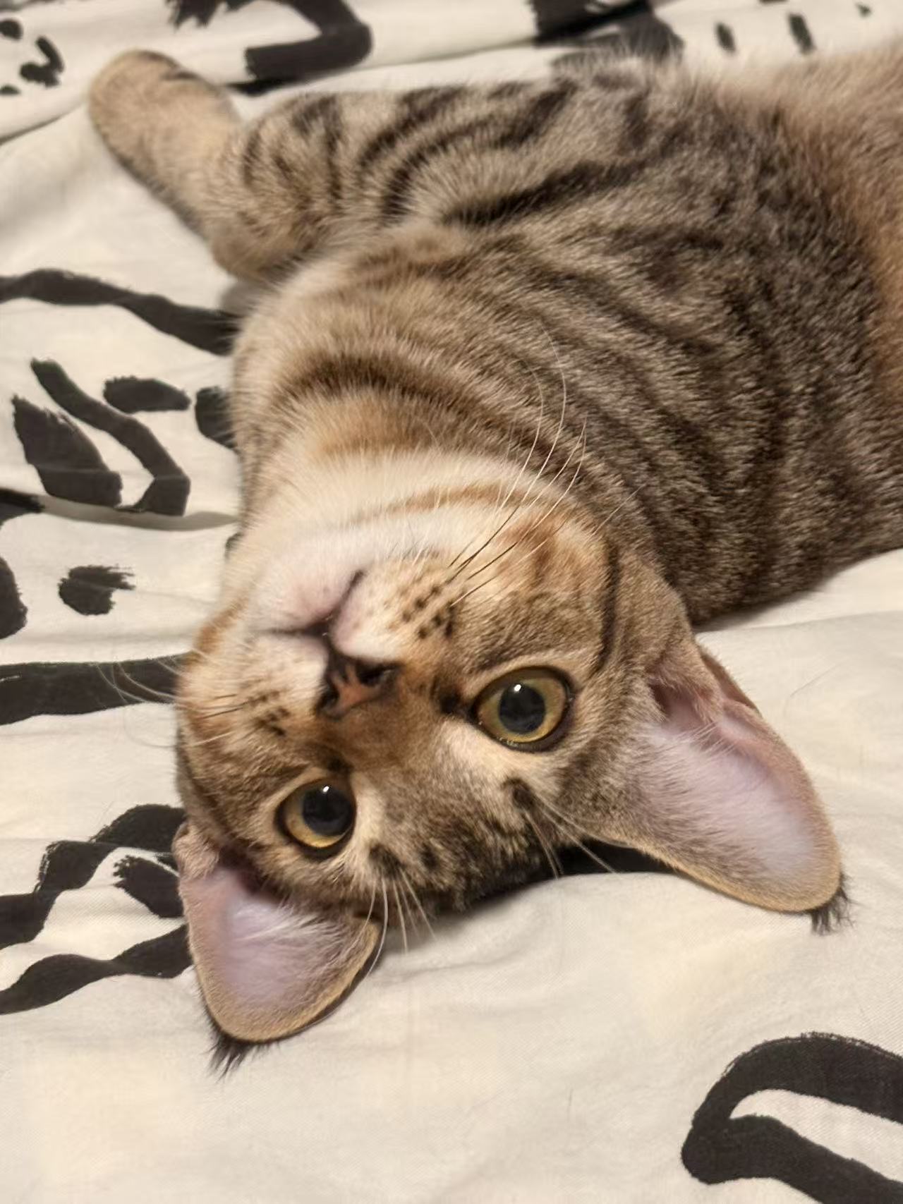 Baozi the tabby cat