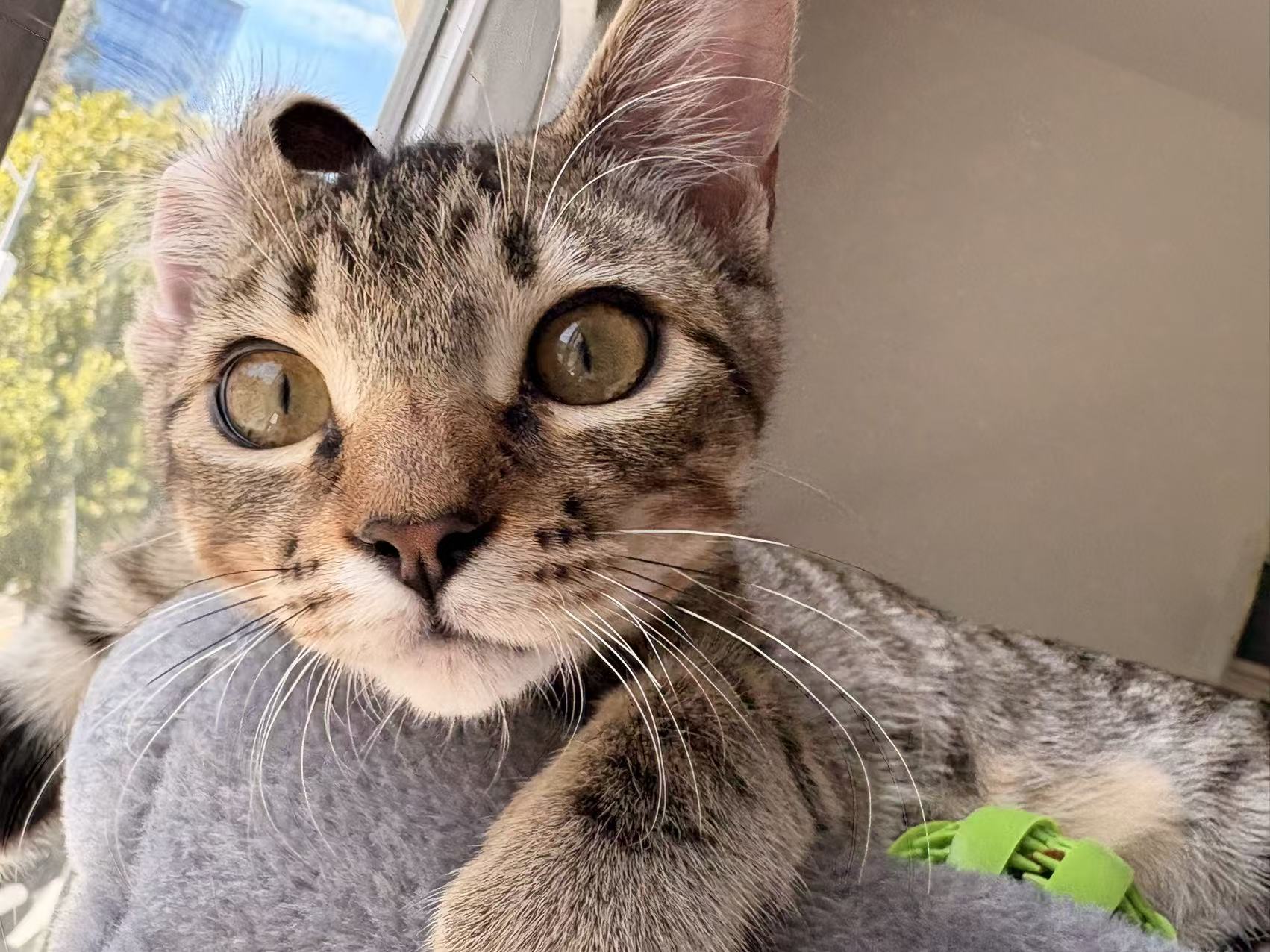 Baozi the tabby cat