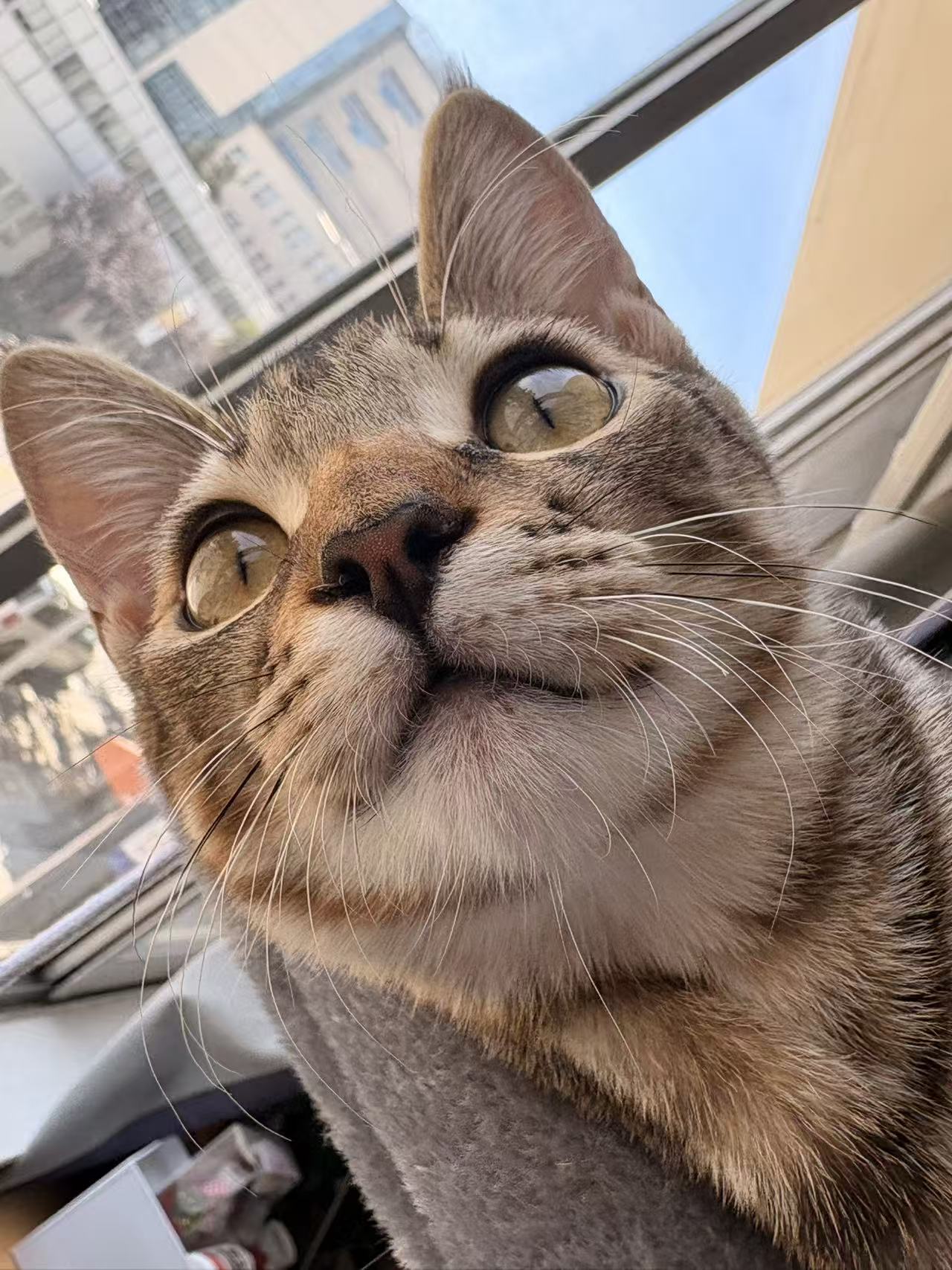 Baozi the tabby cat
